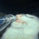drink emote