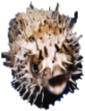 Puffer_Pog emote