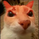 doseangry emote