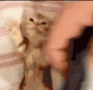 Tuckahomie emote