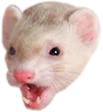 PogFerret emote