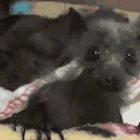 batJam emoji