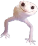 PitPit emoji
