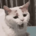 catSleep emote