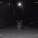 fuckCAT emote