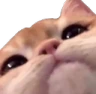 catClsoe emote