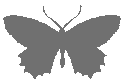 Butterfly_Gray emote