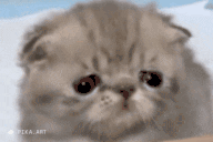 tupidCake animated emote