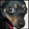 chicoscared emote