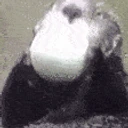DIDSOMEONESAYMARBLES emote