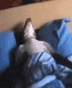 SNORE emote