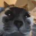 monkaCat emote