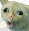 strangecat emote