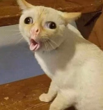 Pedscat emote