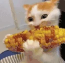 qqryzina emote