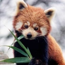 redpanda_nom emote