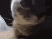 chipichipichapachapadubidubidabadabamagicomidubidubiboomboomboom emote