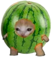 Watermeloncatwait