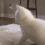Cat_Twerk emoji