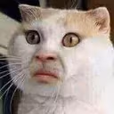 funny_cat_smashed_face_hawtf emote