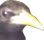 yoobird emote