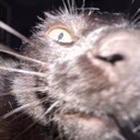 CatSniff emote