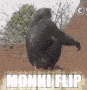 monki_flip emote