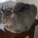 mountaindew_sevy_boy_slimjim_MICHAELJACKSON_largecat_sittingonni emote