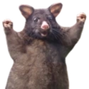 wahoorat emote