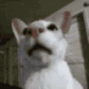 uStinky emote