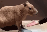 capybaraShake emote