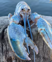 BlueLobster emote