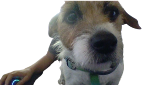 Gamerdog