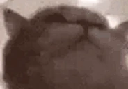 CatBop emote
