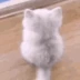 Cat_Wait emote