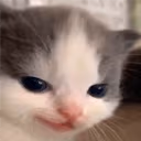 SmugCat emote