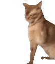 catSlap emote