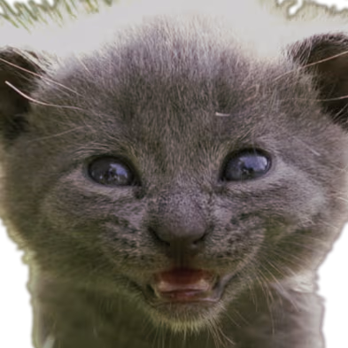 CatSmile emote
