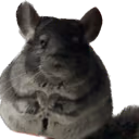 chinchilla_relax emote