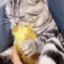 CatEatingPotato emote