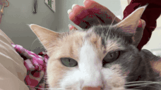 patcat animated emote