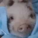 PetThePig emote