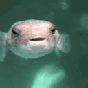 PPEH emote