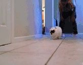 CATRUN emote