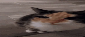 hyhrya emote