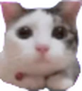 CatLookingAtYou emote