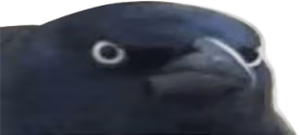 CrowOfJudgement emote