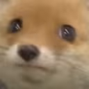 ConcernFox emote