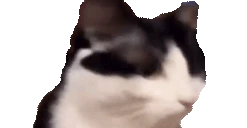 5050 emote