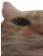 cat_1 emote